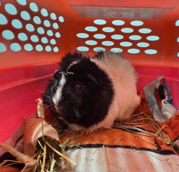 Rescue Guinea Pig Guinea Pigs for Adoption in Crystal Lake, Illinois - Yoohoo | PetCurious